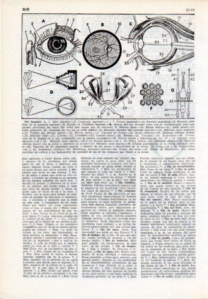 LAMINA V12176: Partes del ojo humano