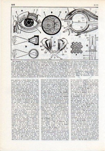 LAMINA V12176: Partes del ojo humano