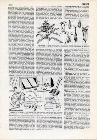 LAMINA V12223: Tipos de pedales y peduliaceas