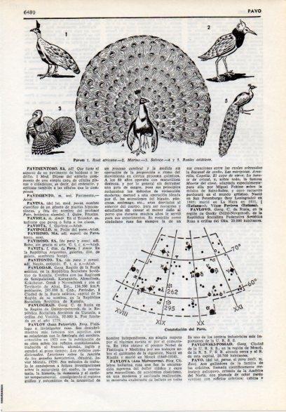 LAMINA V12222: Tipos de pavo y Constelacion del Pavo