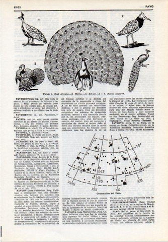 LAMINA V12222: Tipos de pavo y Constelacion del Pavo