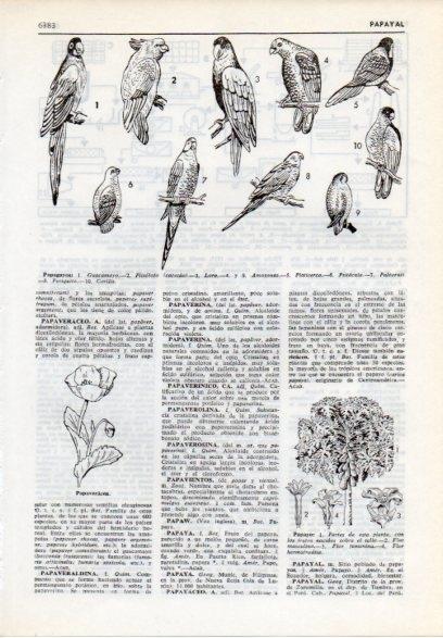LAMINA V12208: Tipos de papagayo y papayo