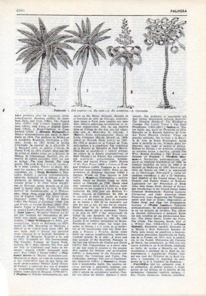 LAMINA V12201: Tipos de palmera