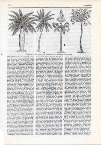 LAMINA V12201: Tipos de palmera