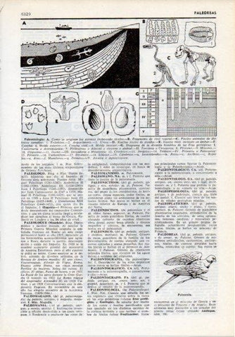 LAMINA V12199: Paleontologia y paleornis