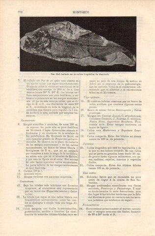 LAMINA V12884: Pez fosil de Montsech