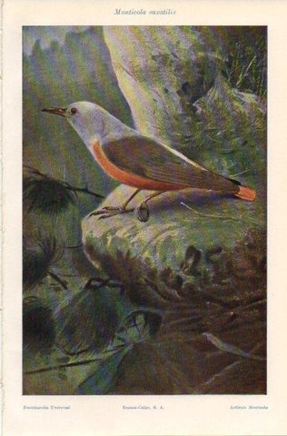 LAMINA V12855: Monticola saxatilis