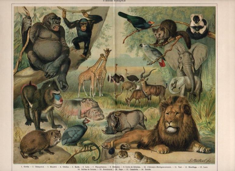 LAMINA V13031: Fauna etiopica