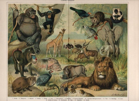 LAMINA V13031: Fauna etiopica