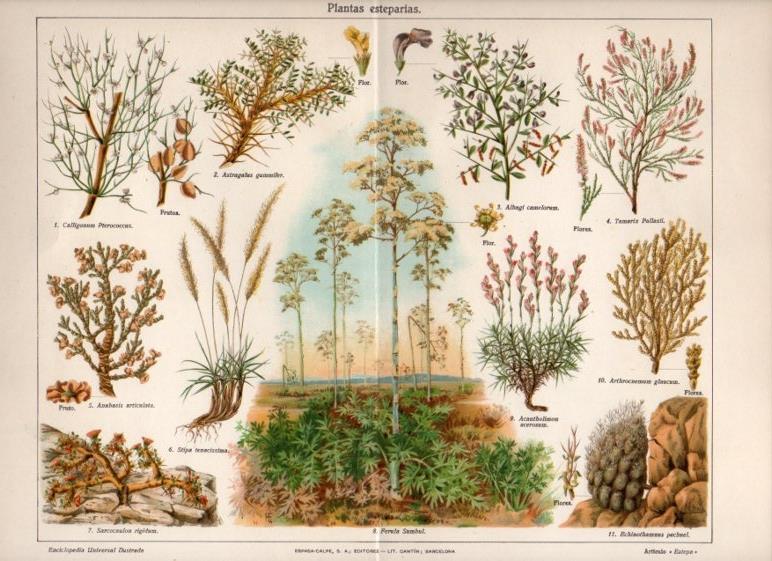 LAMINA V13029: Plantas esteparias