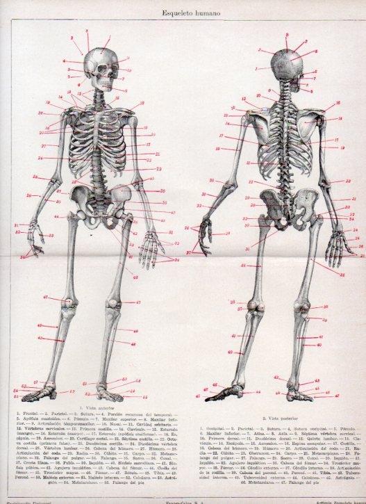 LAMINA V13048: Esqueleto humano