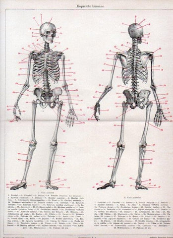 LAMINA V13048: Esqueleto humano