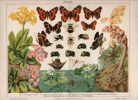 LAMINA V13040: Evolucion