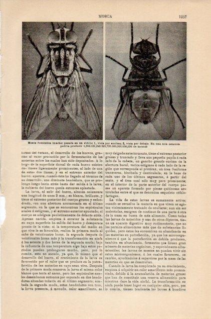 LAMINA V12966: Mosca domestica