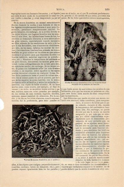 LAMINA V12967: Larvas y ninfa de mosca domestica