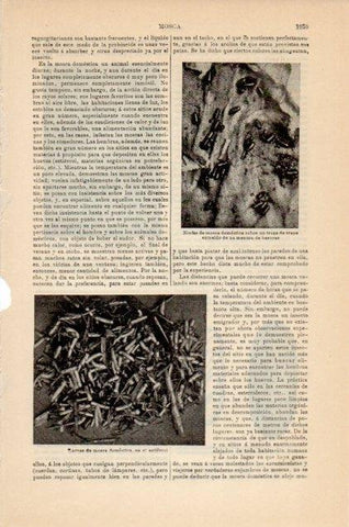 LAMINA V12967: Larvas y ninfa de mosca domestica