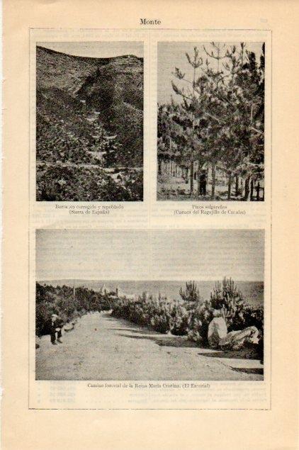 LAMINA V12796: Camino forestal Reina Maria Cristina en El Escorial