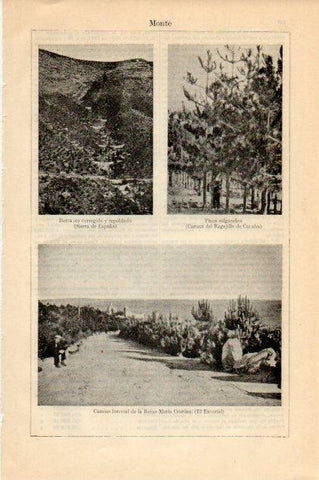 LAMINA V12796: Camino forestal Reina Maria Cristina en El Escorial