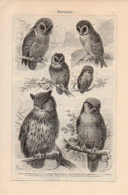 LAMINA V12640: Especies de estrigidas