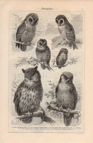 LAMINA V12640: Especies de estrigidas