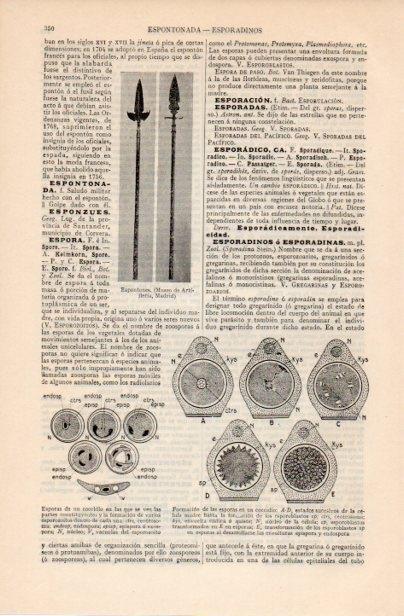 LAMINA V12536: Espontones y esporas de un coccidio