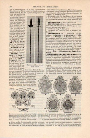 LAMINA V12536: Espontones y esporas de un coccidio