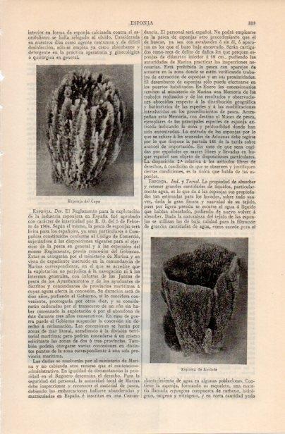 LAMINA V12534: Esponja del Cayo y de Anclote