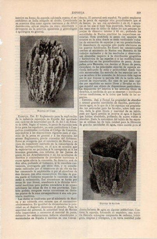 LAMINA V12534: Esponja del Cayo y de Anclote