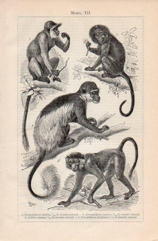 LAMINA V12740: Especies de monos