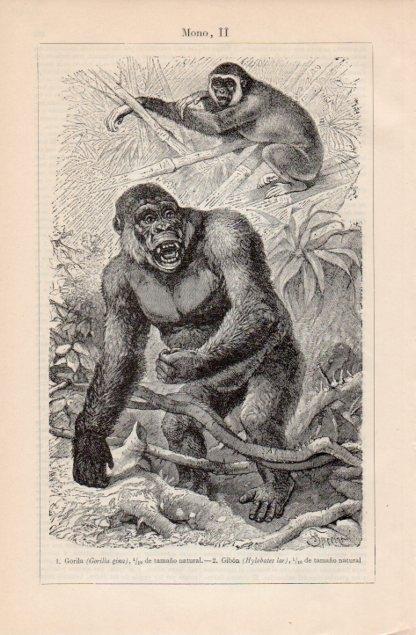 LAMINA V12739: Gorila y Gibon