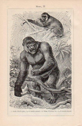 LAMINA V12739: Gorila y Gibon
