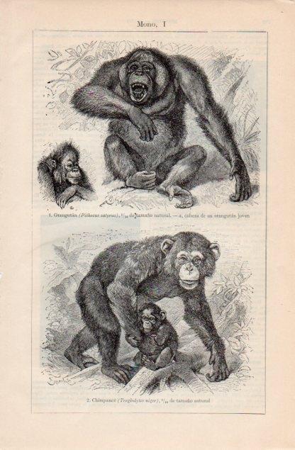 LAMINA V12738: Orangutan y Chimpace