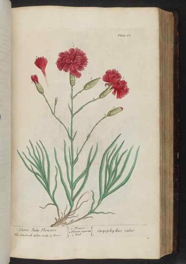 Reproducción/Reproduction 8251720031: A curious herbal. London : Printed for Samuel Harding, 1737-1739.