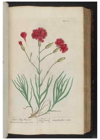 Reproducción/Reproduction 8251720031: A curious herbal. London : Printed for Samuel Harding, 1737-1739.