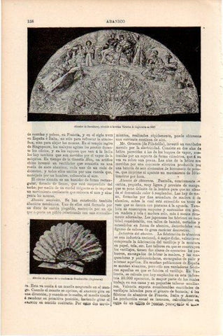 LAMINA V13388: Abanico de Duvelleroy