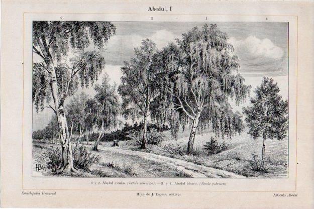 LAMINA V13408: Abedul comun y abedul blanco