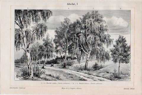 LAMINA V13408: Abedul comun y abedul blanco