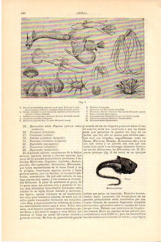LAMINA V13426: Abisal