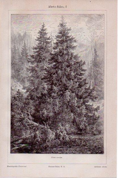 LAMINA V13419: Abeto falso o Picea excelsa