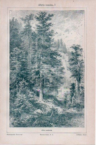 LAMINA V13418: Abeto comun o Abies pectinata