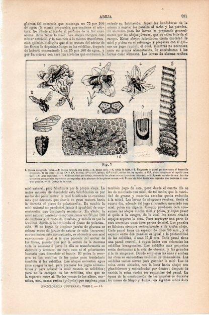 LAMINA V13410: Abeja obrera y panel