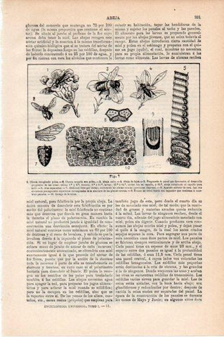 LAMINA V13410: Abeja obrera y panel