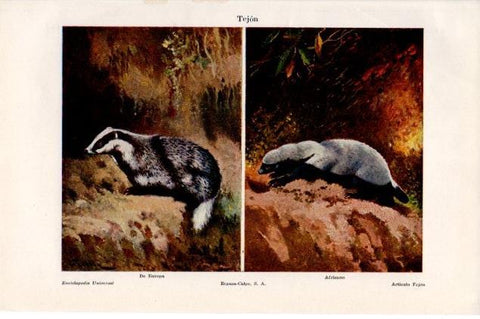 LAMINA V13358: Tejon