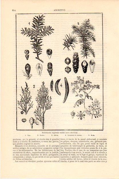 LAMINA V13440: Vegetales usados como abortivos