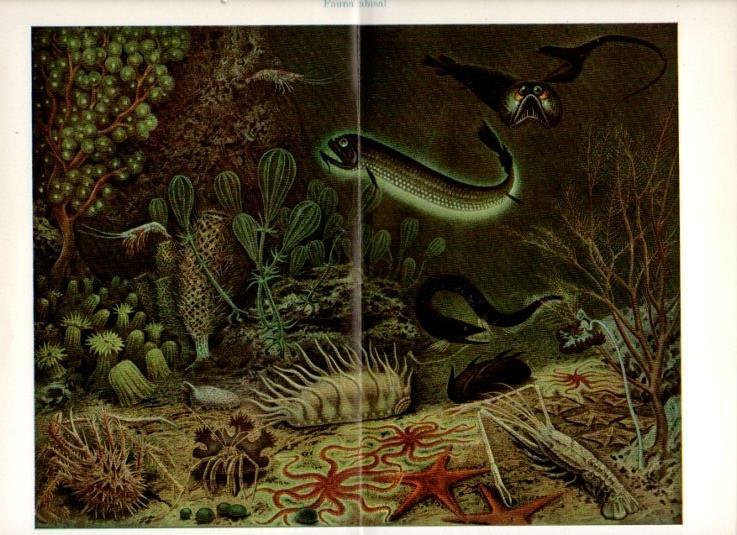 LAMINA V13556: Fauna abisal