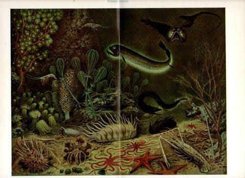 LAMINA V13556: Fauna abisal