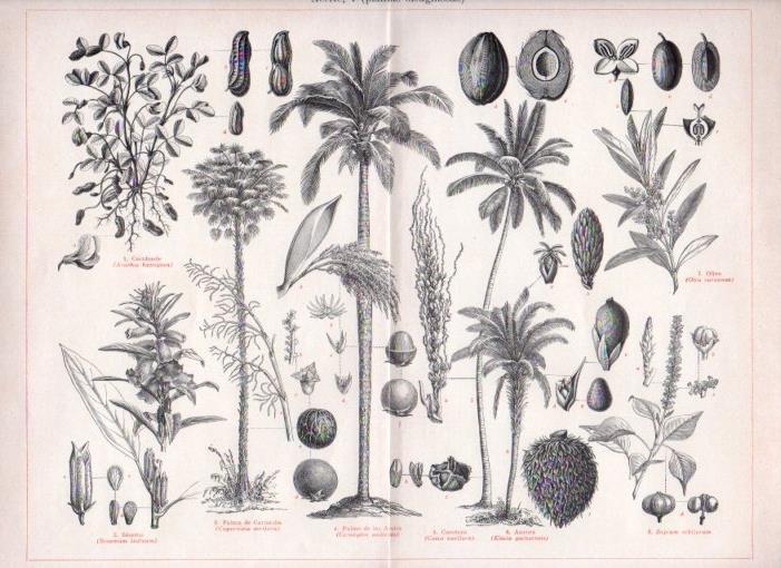 LAMINA V13550: Plantas oleaginosas aceite