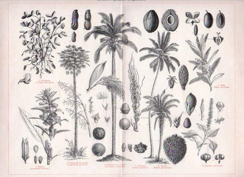 LAMINA V13550: Plantas oleaginosas aceite