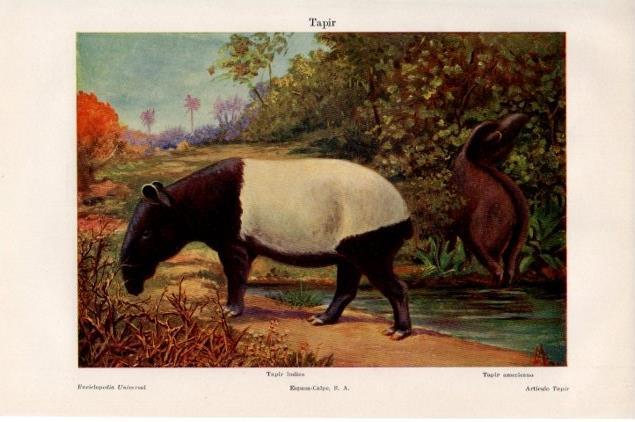 LAMINA V13167: Tapir o tapir indico