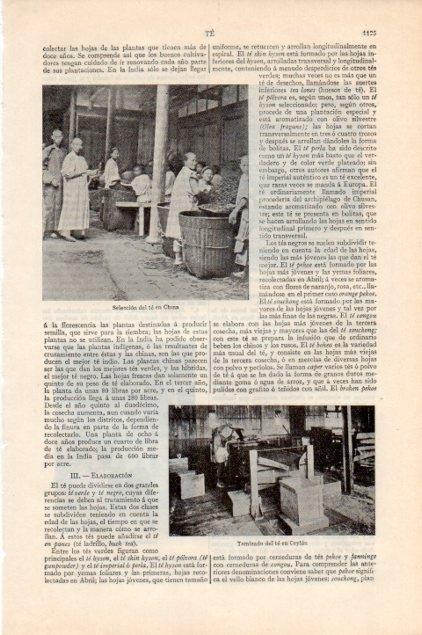 LAMINA V13265: Seleccion del te en China